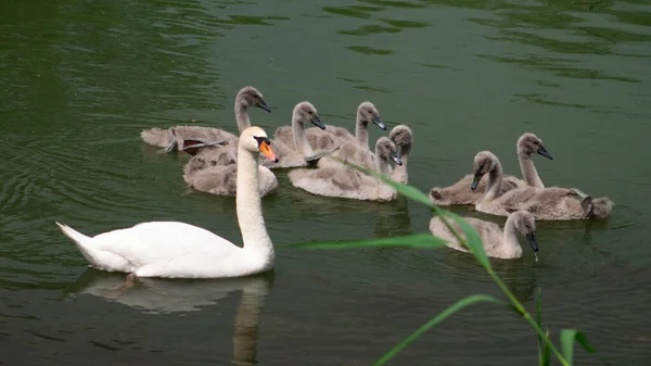 Madre Cisne Nueve Crías Cisnes —  Fotos de Stock