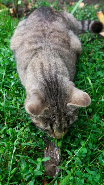 Gato Cheira Pardal Relva Gato Pegou Pardal — Fotografia de Stock