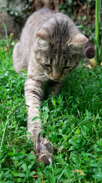 Gato Listrado Está Brincando Com Sua Captura Pardal Morto Grama — Fotografia de Stock