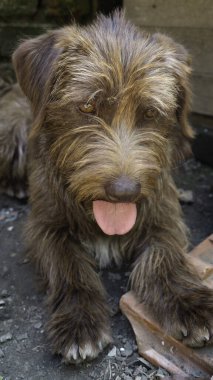 Dilini çıkarmış bir köpeğin portresi..