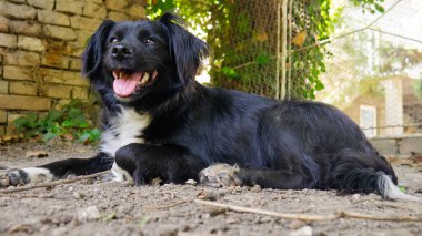 Siyah ve beyaz melez uzun saçlı bir köpek bahçede yerde yatıyor..