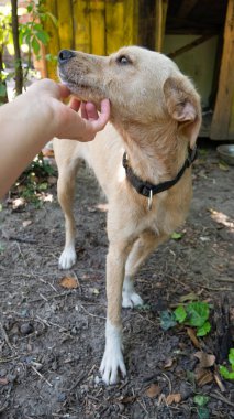 Bir dişi el melez bir köpeğin çenesini kaşır. Sahibi evlatlık köpeği okşar..