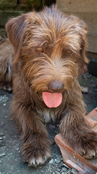 Portrait of a dog with tongue out.