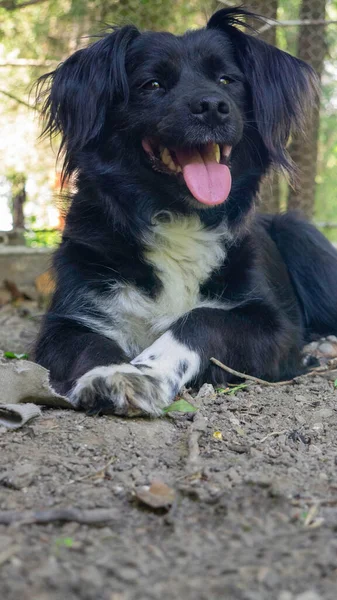 Porträt Eines Lächelnden Schwarz Weißen Mischlingshundes Mit Herausgestreckter Zunge — Stockfoto
