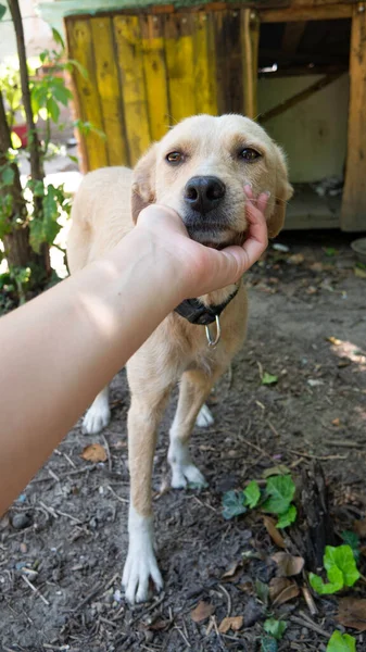 Mano Del Dueño Acaricia Perro Adoptado —  Fotos de Stock