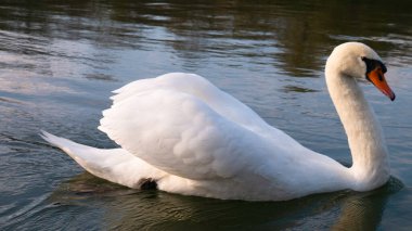 Nehirde beyaz kuğu.