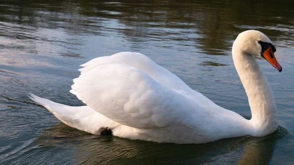 Cisne Blanco Río —  Fotos de Stock