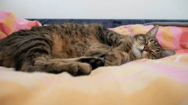 Çizgili kedi, derin bir yatakta uyuyor..