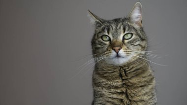  Yeşil gözlü kedi - Negatif alan.