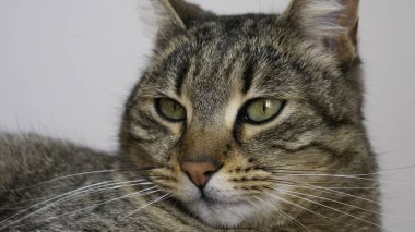 Yeşil gözlü bir kediye yaklaş. 