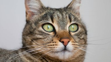 Çizgili bir kedinin yakın portresi.. 