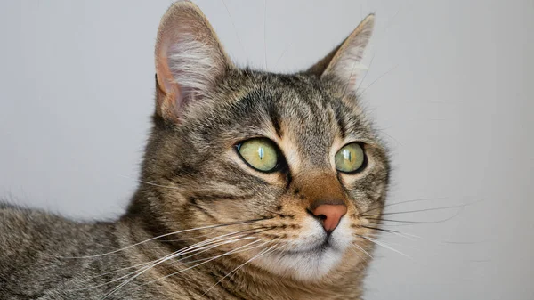 Närbild Porträtt Randig Katt Med Gröna Ögon Grå Bakgrund — Stockfoto
