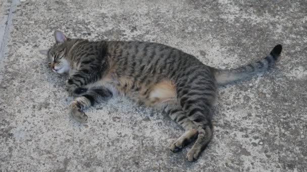 Big Fat Striped Cat Sleeps Sidewalk — Stock Video