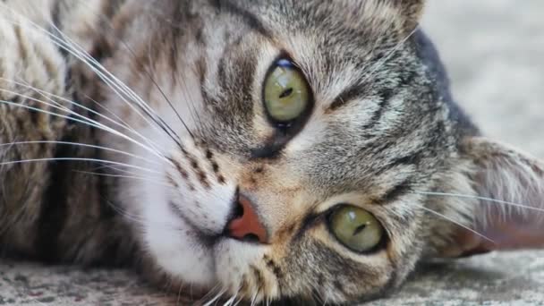 Close Portrait Sleepy Striped Cat Green Eyes — Stock Video