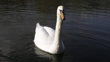 Suda olgun beyaz bir kuğu