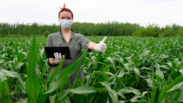 Maskeli ve eldivenli kadın tarım uzmanı dizüstü bilgisayar tutuyor ve başarılı mısır mahsulleri için onay veriyor..