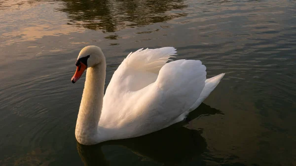 Hermoso Cisne Blanco Adulto Río —  Fotos de Stock