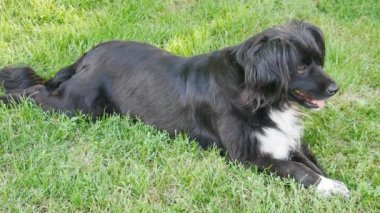 Melez köpek yeşil çimlerin üzerinde yatıyor..