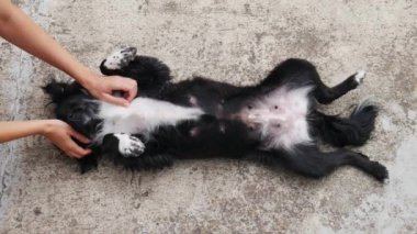 Dişi eller siyah ve beyaz köpeği okşar.. 