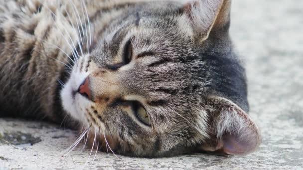 Close Sleepy Striped Cat — Stock Video