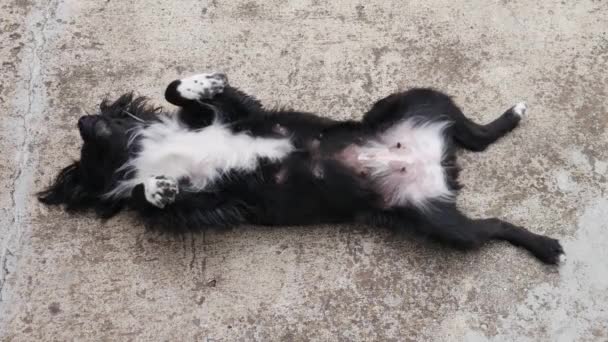 Dişi Bir Siyah Beyaz Köpek Sokakta Sırt Üstü Uyur — Stok video