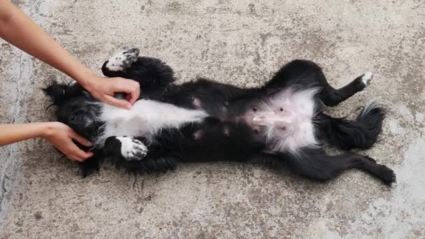 Dişi Eller Siyah Beyaz Köpeği Okşar — Stok video