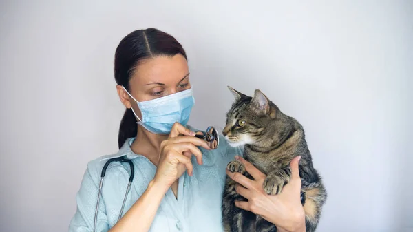 Female Veterinarian Medical Mask Holds Cat Her Arms While Cat — Stock Photo, Image