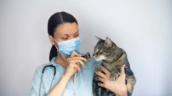 Veterinaria Femenina Con Una Máscara Médica Sostiene Gato Sus Brazos — Foto de Stock