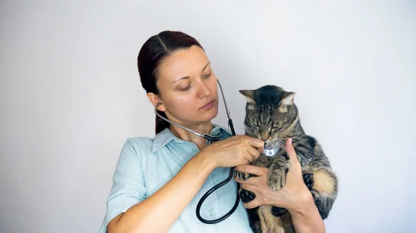 Female Veterinarian Holds Cat Her Arms Examines Stethoscope — Stock Photo, Image