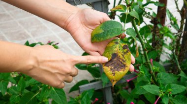 Bir kadın bahçıvanın eli hastalıklı bir gül yaprağını tutuyor. Bitki hastalığı. 
