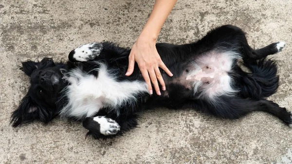 Ręka Kobiety Pieści Brzuch Psa Leżącego Plecach — Zdjęcie stockowe