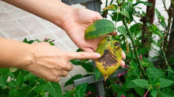 Mano Una Mujer Jardinero Sostiene Una Hoja Enferma Una Rosa —  Fotos de Stock