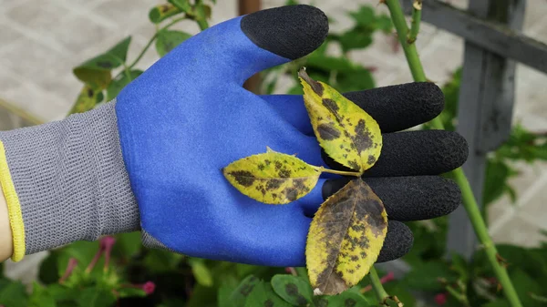 Bahçe eldivenindeki el hastalıklı bir gül yaprağı tutuyor. Bitki hastalığı. Güldeki mantar yaprağı lekesi hastalığı hasara neden oluyor. Diplocarpon güllerinin sebep olduğu kara gül lekesi..