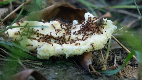 Mrówki Kawałku Chleba Rzuconym Trawę — Zdjęcie stockowe