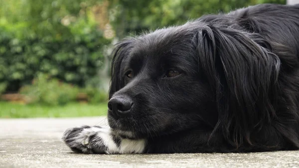 Bliska Podwórku Leży Zmęczony Czarny Pies — Zdjęcie stockowe