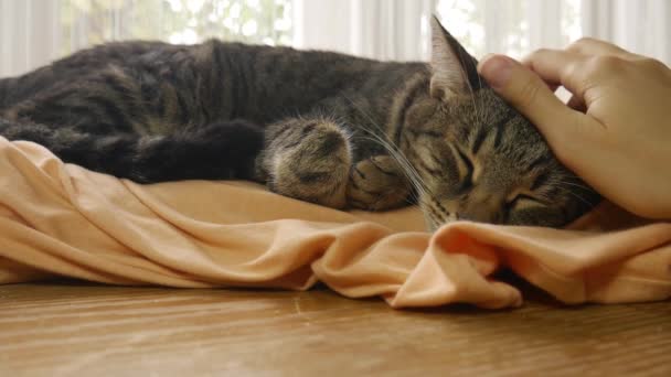 Жіноча Рука Пестить Сплячого Смугастого Кота Кіт Спить Подушці Біля — стокове відео