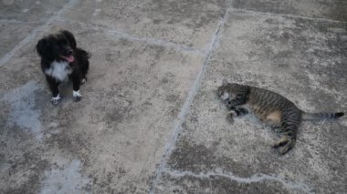 Sokakta kedi köpek.