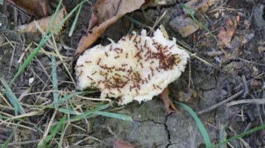 Bir parça ekmeğin üzerine atılmış karıncalar.