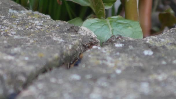 Vídeo Acelerado Trilha Formigas Livre — Vídeo de Stock