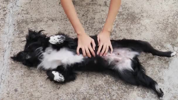 Mãos Uma Mulher Acaricia Barriga Cão Deitado Costas — Vídeo de Stock