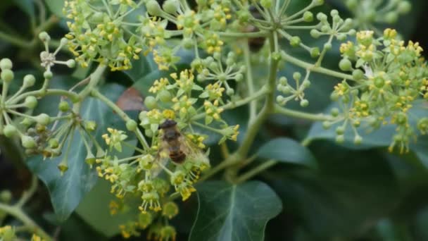 Bienen Sammeln Pollen Von Blühendem Efeu — Stockvideo