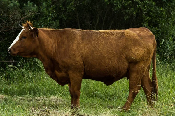 Krávy Pasou Poli Letním Večeru Přírodní Zázemí — Stock fotografie