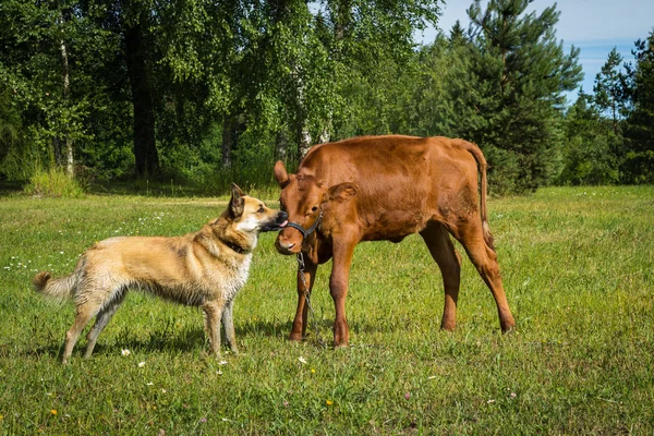 Přátelství Tele Pes Který Chrání Jej Přírodní Pozadí — Stock fotografie