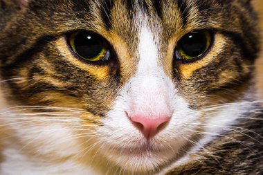 kedi gözleri ve burun, doğal arka plan kadar yakın