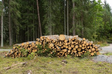 Nakliye için hazır ormandaki kesilen ağaçları yığını. Ahşap sanayi arka plan
