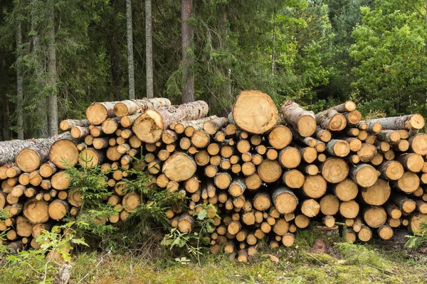 Στοίβα Υλοτομημένα Δένδρα Στο Δάσος Έτοιμο Για Μεταφορά Ξυλείας Βιομηχανικών — Φωτογραφία Αρχείου