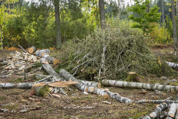 Стек Опалого Дерева Лісі Готовий Транспортування Деревина Промисловий Фон — стокове фото