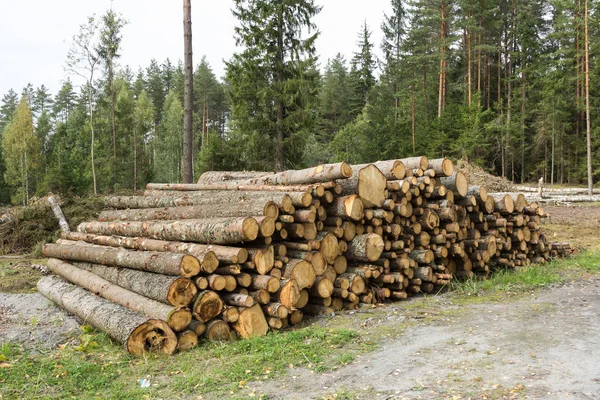 Stos Ściętych Drzew Lesie Które Gotowe Transportu Drewno Przemysłowe Tło — Zdjęcie stockowe