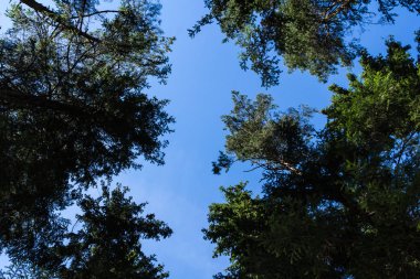 Letonya, doğal arka plan, alt görünümü kadar Ağustos ayında çam ağacı orman