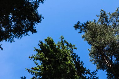 Letonya, doğal arka plan, alt görünümü kadar Ağustos ayında çam ağacı orman